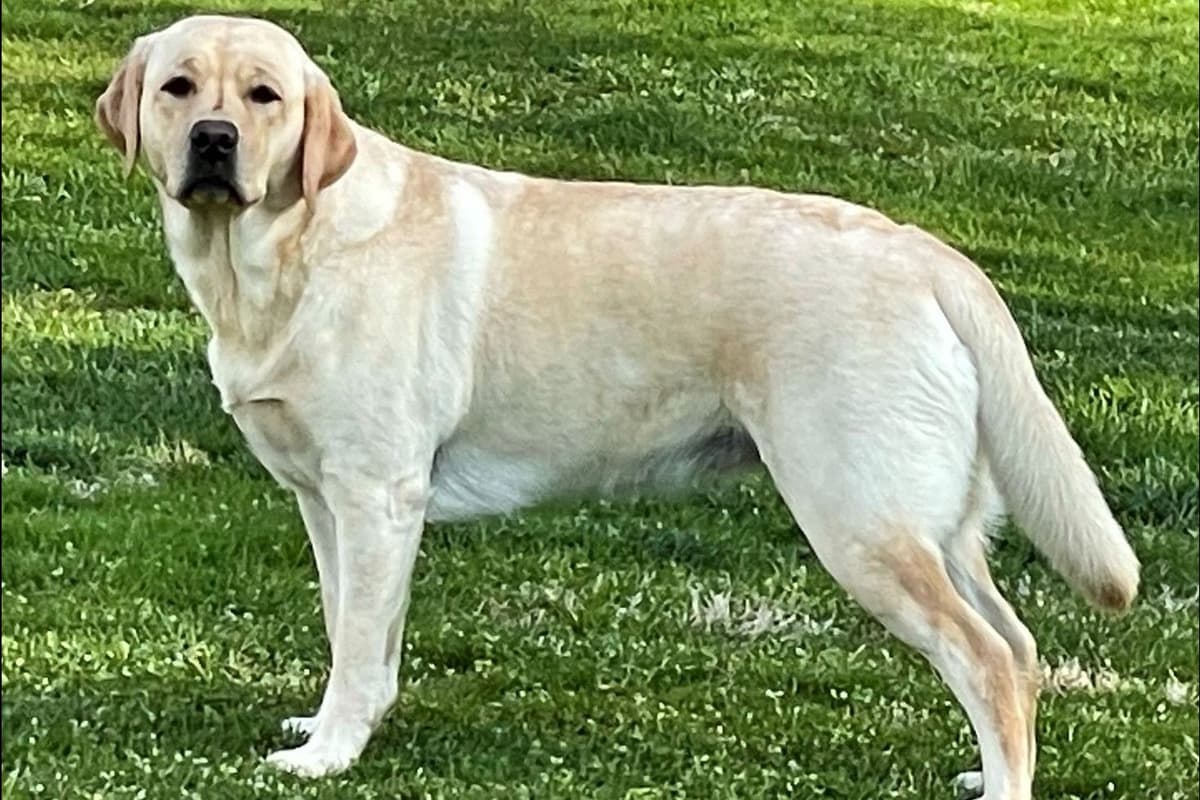 English Labrador Retriever Puppies breeder image 2