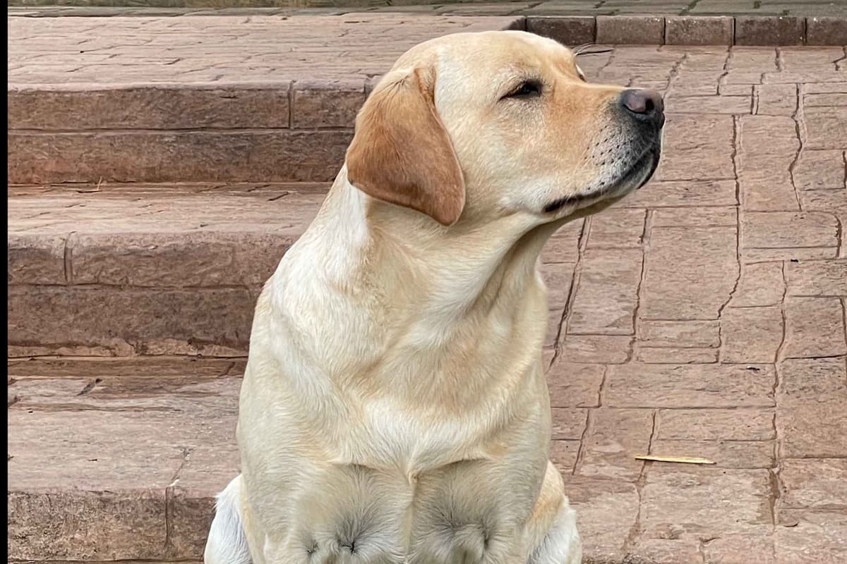 English Labrador Retriever Puppies breeder image 5