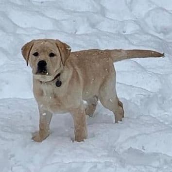 English Labrador Retriever Puppies breeder image 6