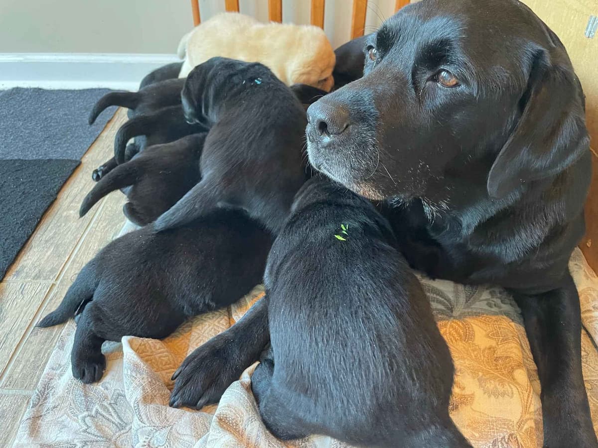 English Labrador Retriever Puppies breeder image 7