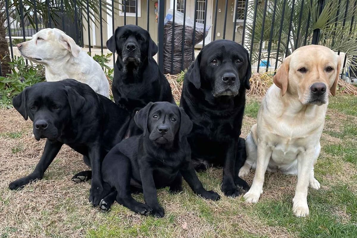 English Labrador Retriever Puppies breeder image 1