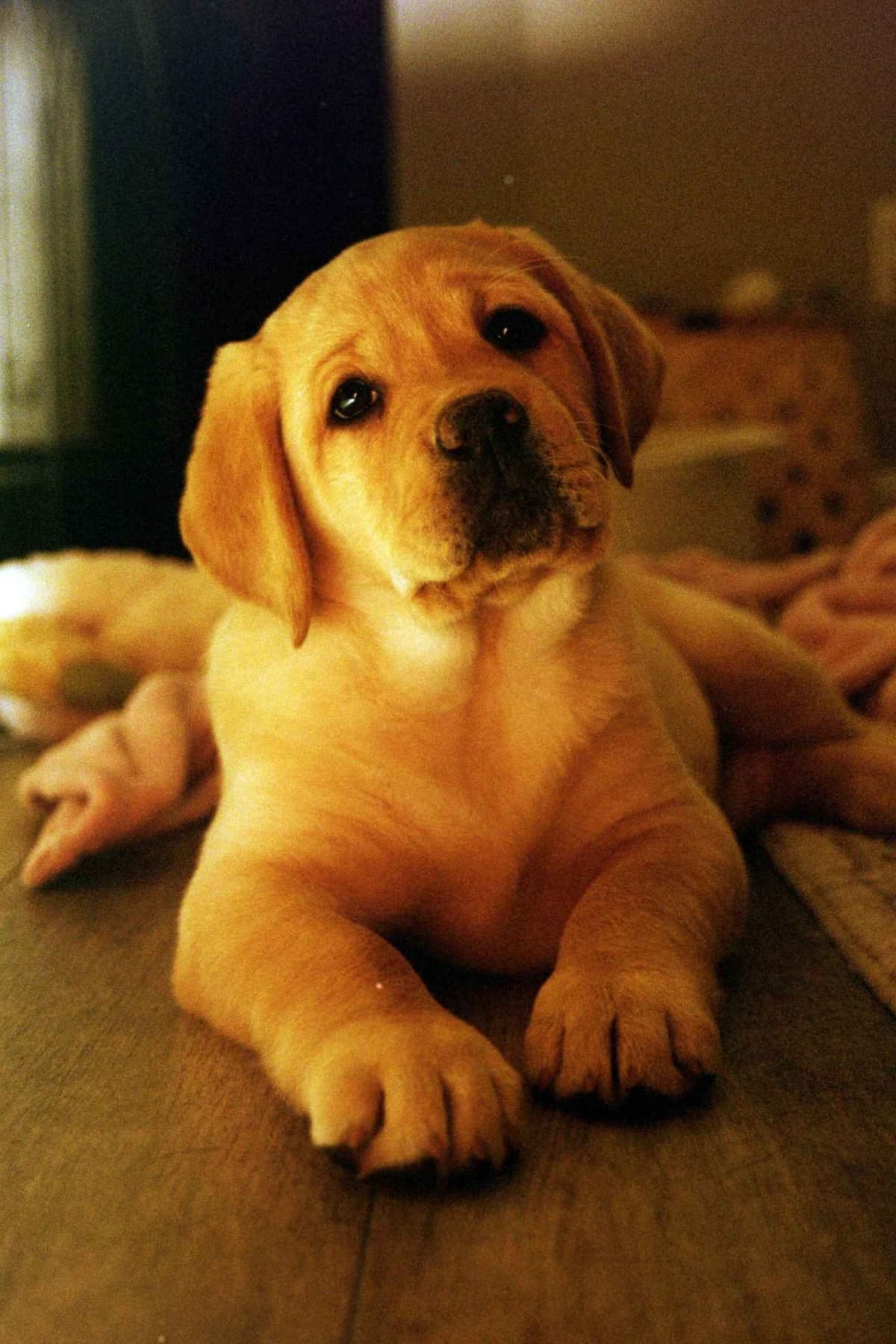 English Labrador Retriever Puppies breeder image 10