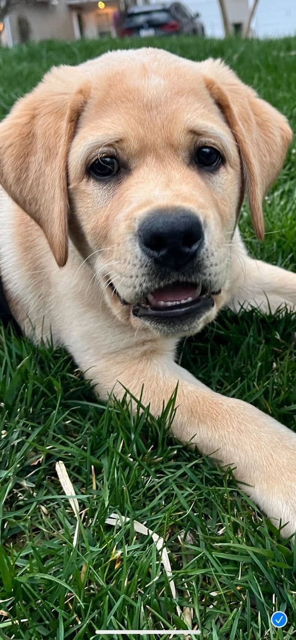 English Labrador Retriever Puppies breeder image 11