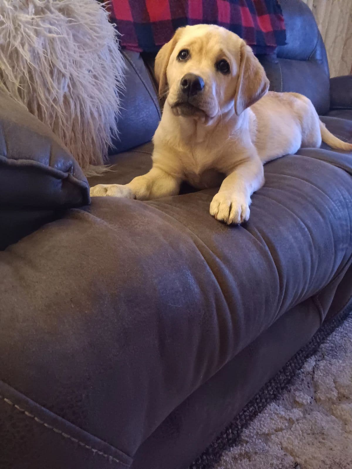 English Labrador Retriever Puppies breeder image 12