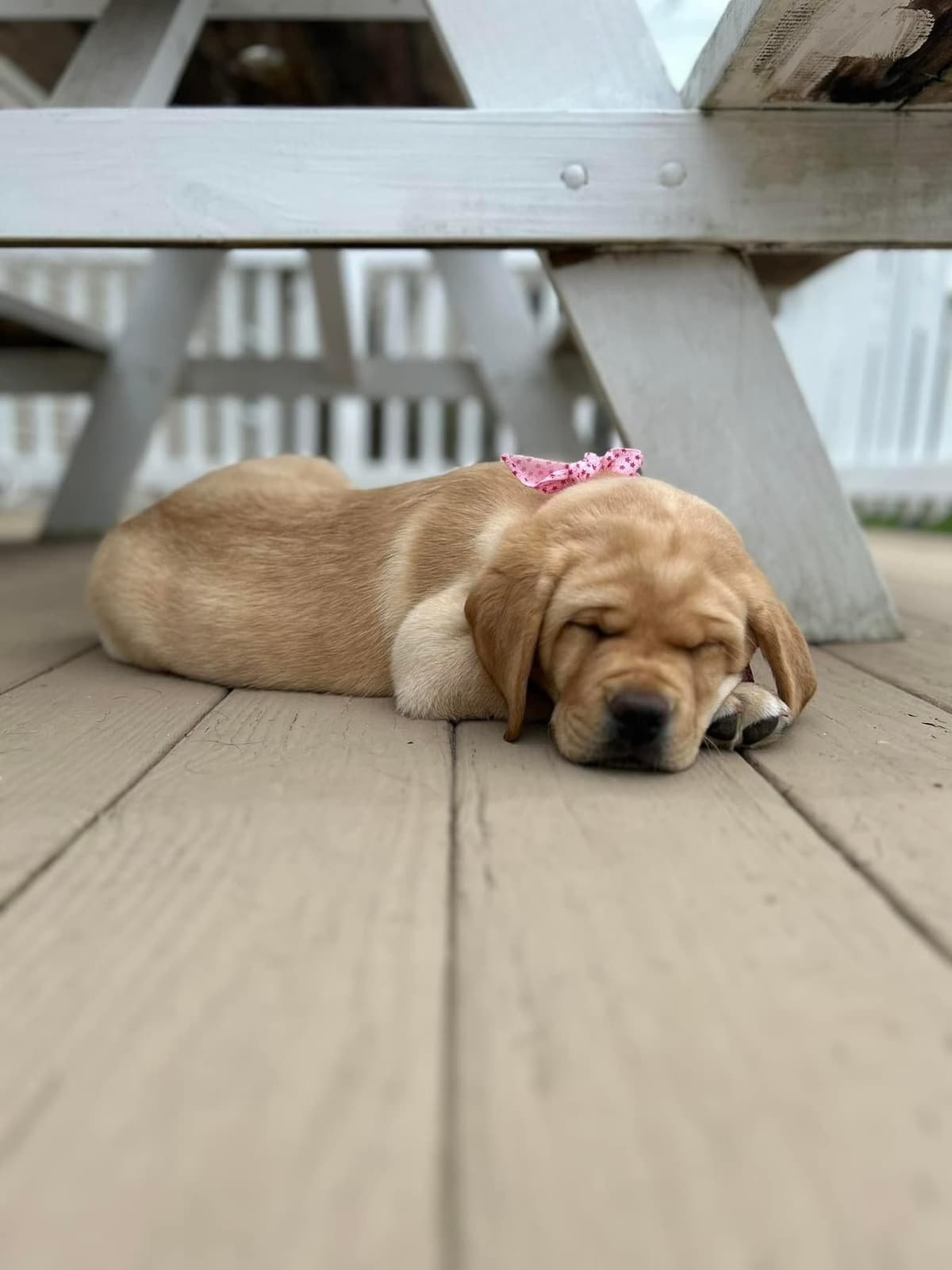 English Labrador Retriever Puppies breeder image 22