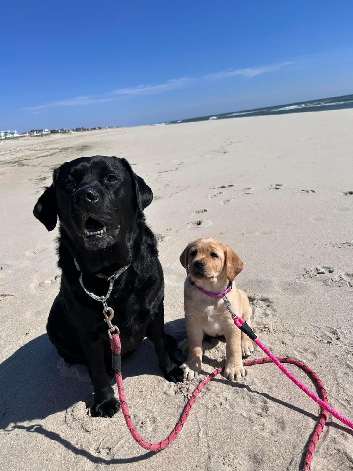 English Labrador Retriever Puppies breeder image 20