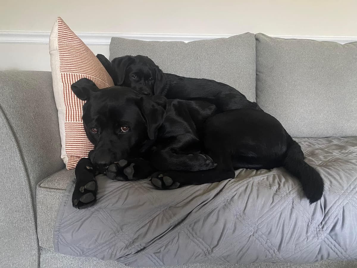 English Labrador Retriever Puppies breeder image 19