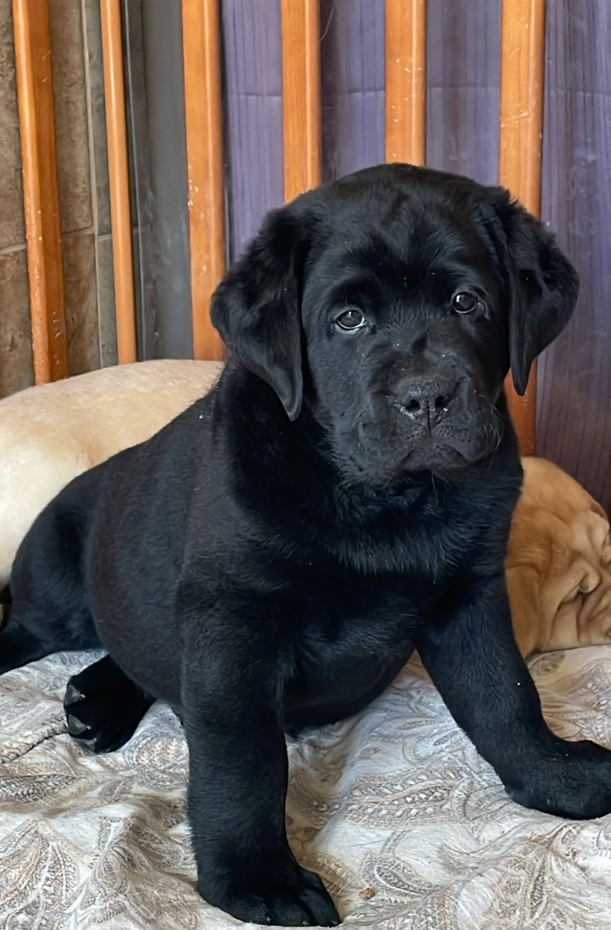English Labrador Retriever Puppies breeder image 15