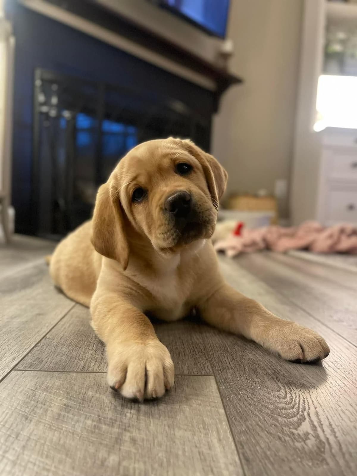 English Labrador Retriever Puppies breeder image 13