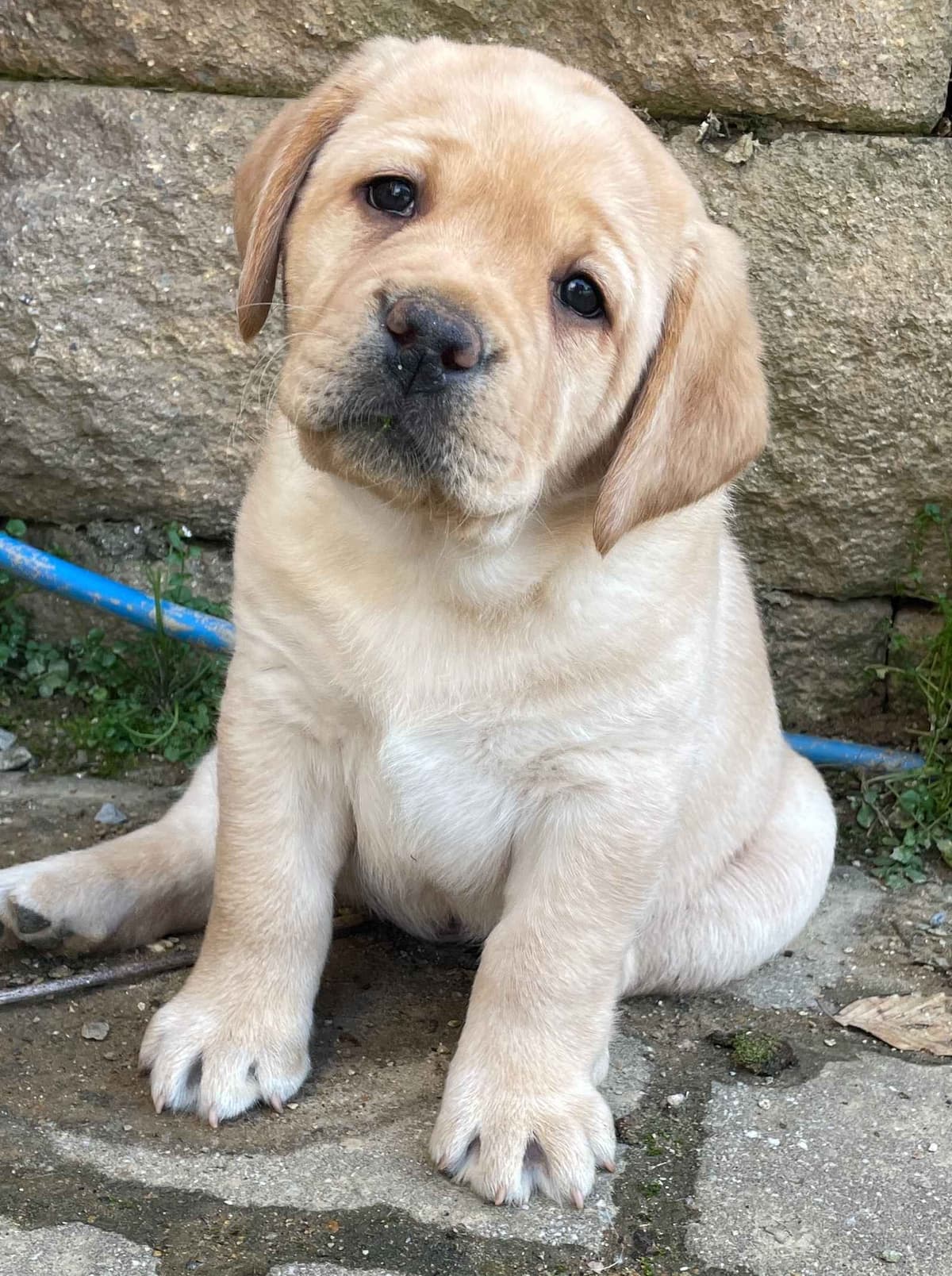 English Labrador Retriever Puppies breeder image 16