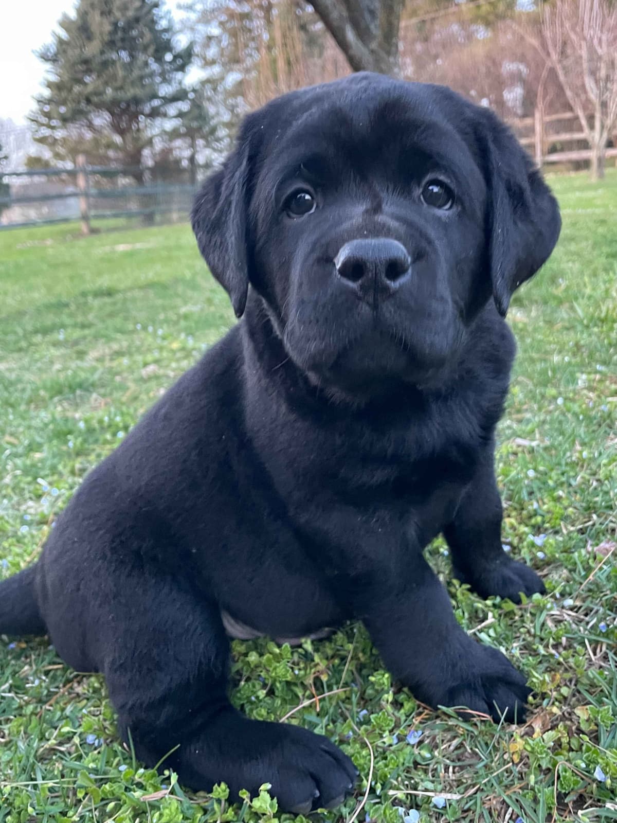 English Labrador Retriever Puppies breeder image 21