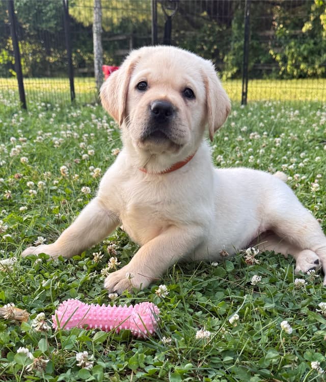 English Labrador Retriever Puppies media 2