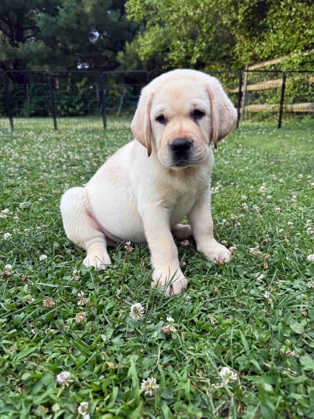 English Labrador Retriever Puppies media 4