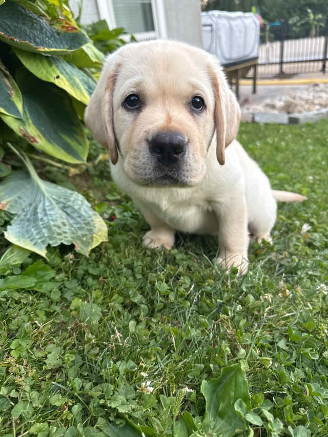 English Labrador Retriever Puppies media 3