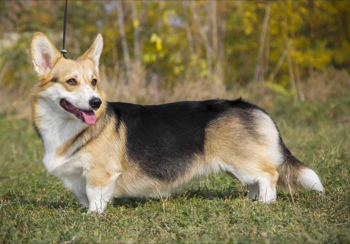 Home raised Pembroke Welsh Corgi Puppies!❤️ breeder image 1