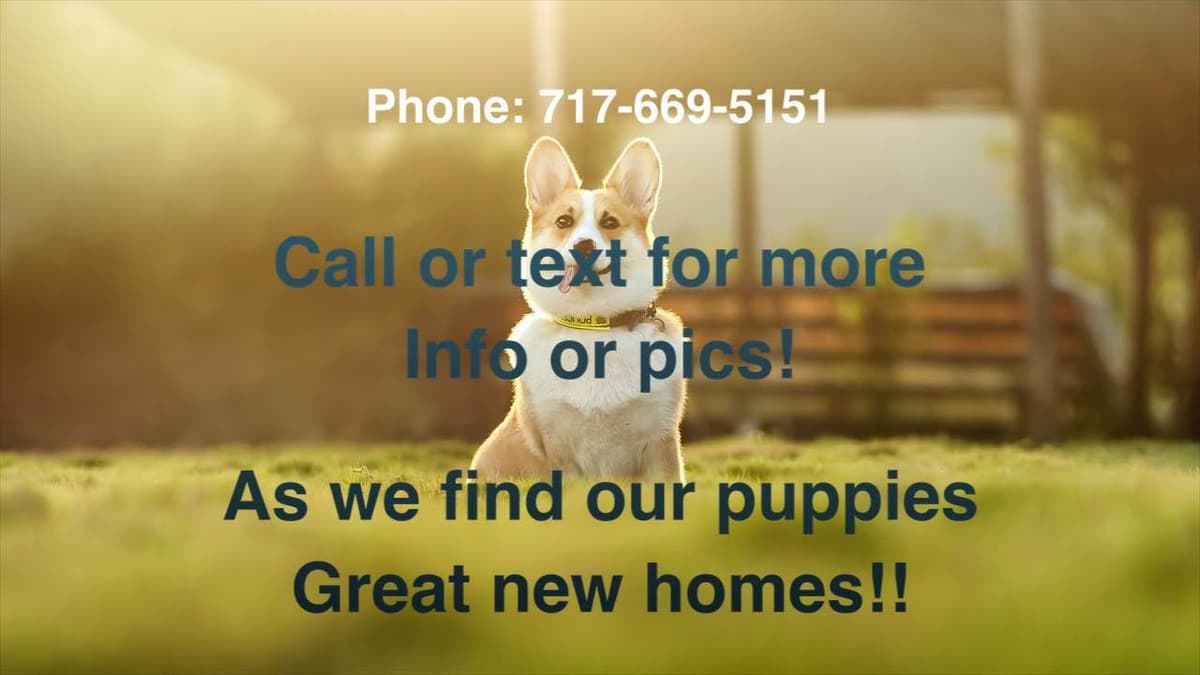 Home raised Pembroke Welsh Corgi Puppies!❤️ breeder image 2