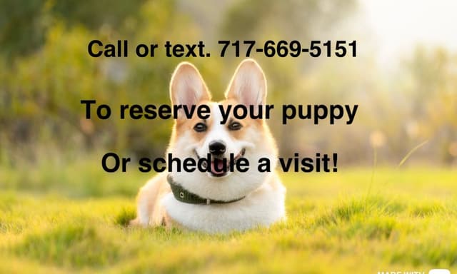 Home raised Pembroke Welsh Corgi Puppies!❤️ media 5