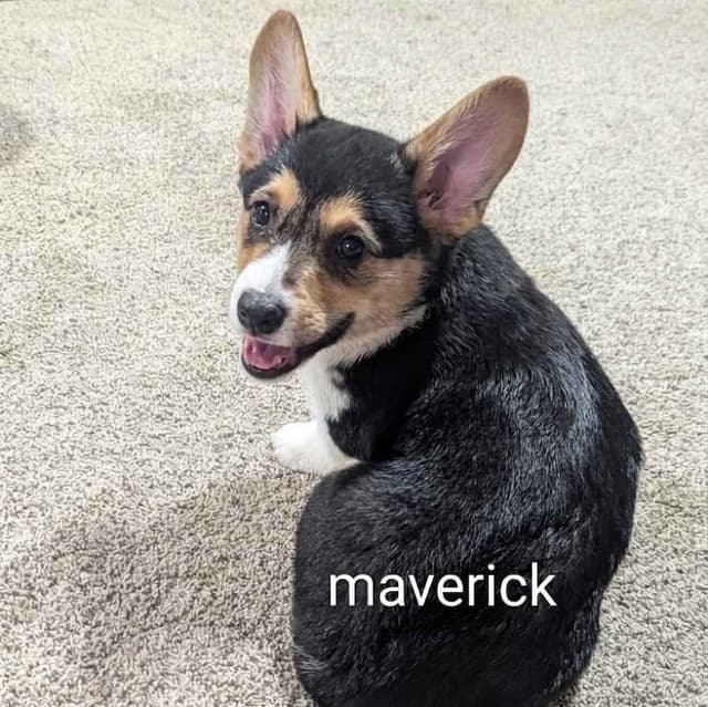 Home raised Pembroke Welsh Corgi Puppies!❤️ media 4