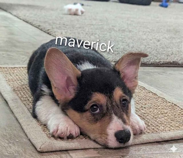 Home raised Pembroke Welsh Corgi Puppies!❤️ media 3