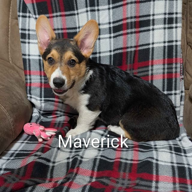 Home raised Pembroke Welsh Corgi Puppies!❤️ media 2