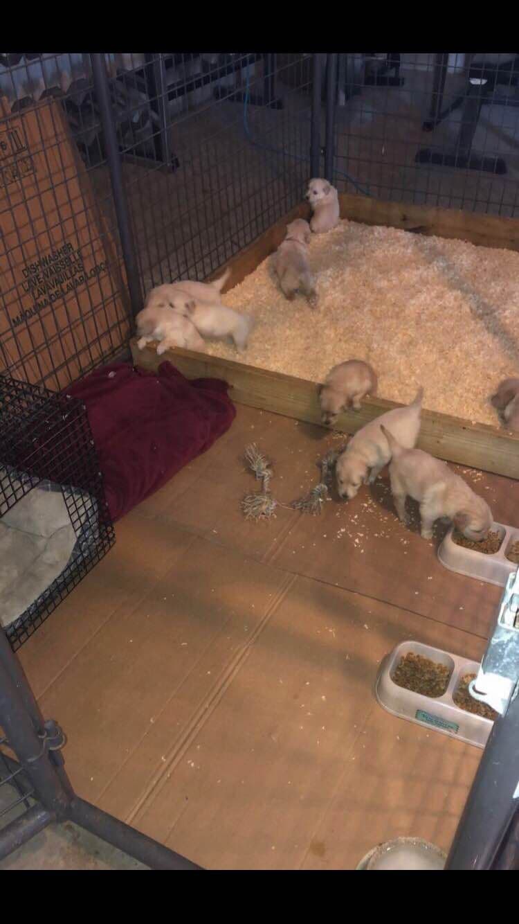 Golden Retriever Puppies breeder image 1