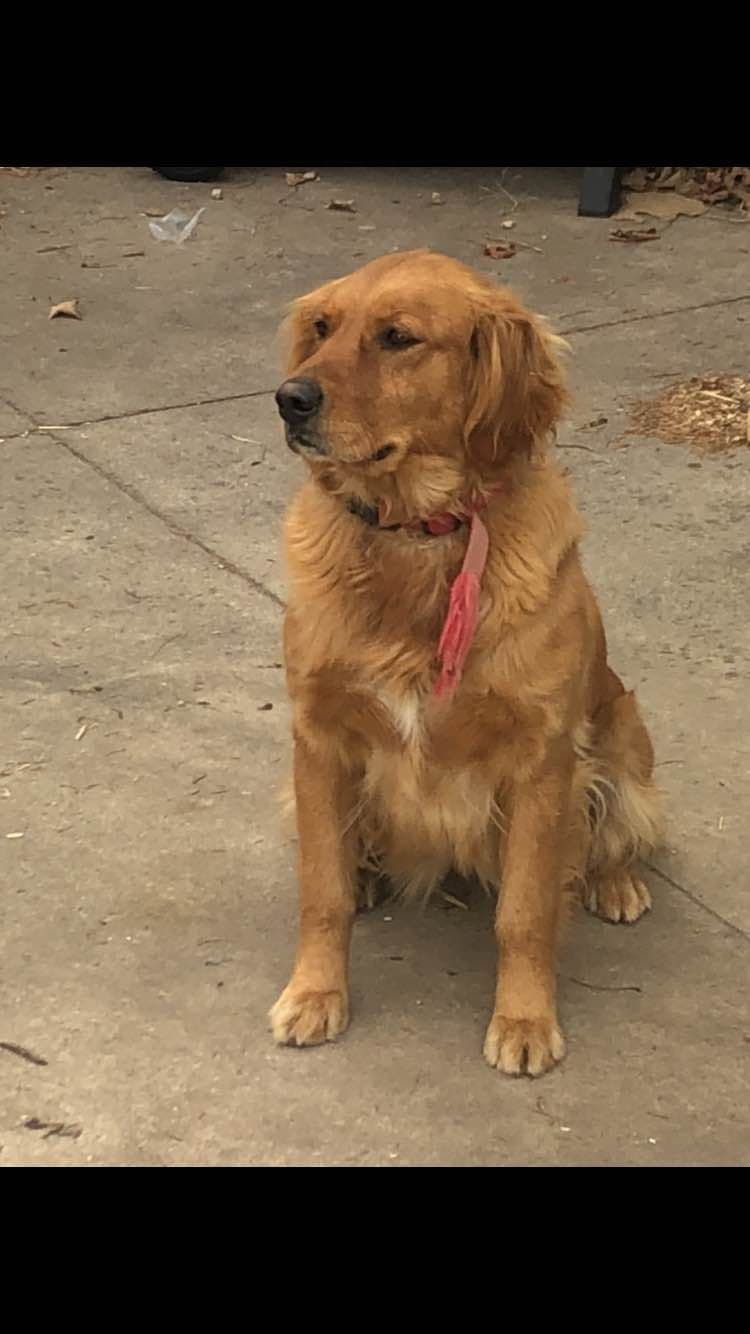 Golden Retriever Puppies breeder image 5