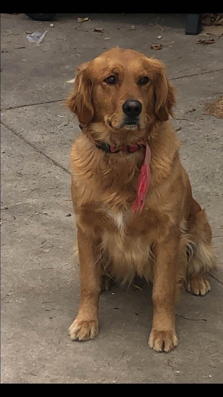 Golden Retriever Puppies breeder image 3
