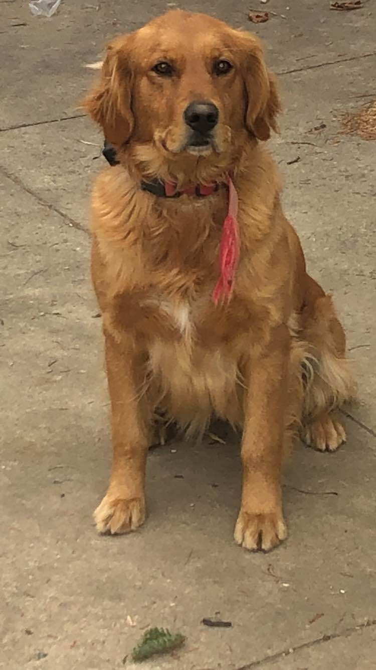 Golden Retriever Puppies breeder image 6