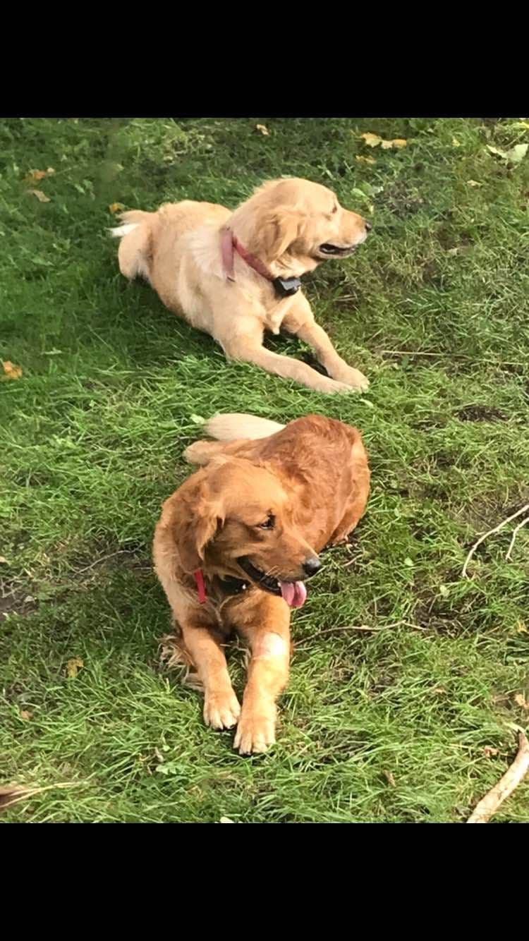 Golden Retriever Puppies breeder image 7