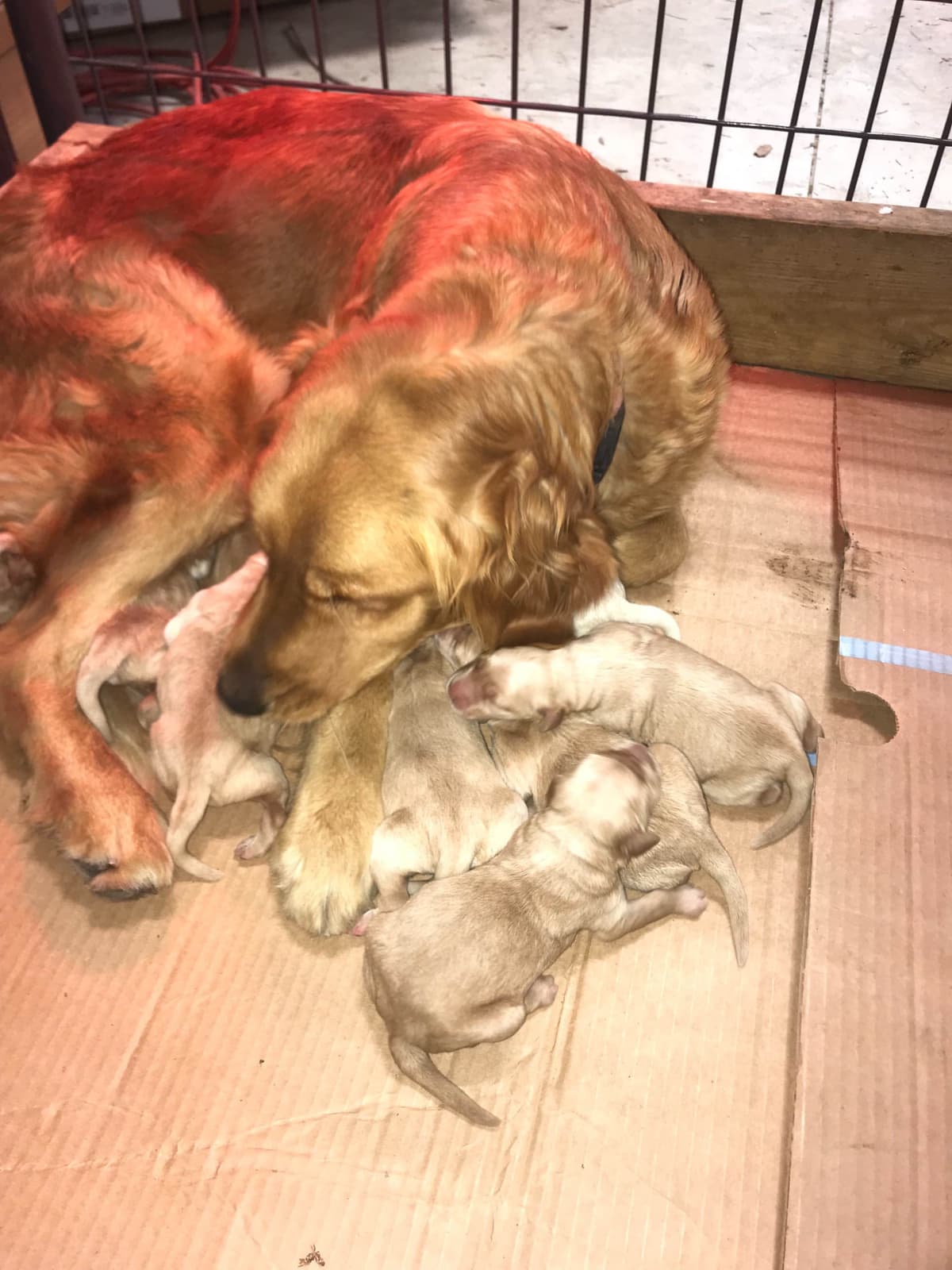 Golden Retriever Puppies breeder image 11