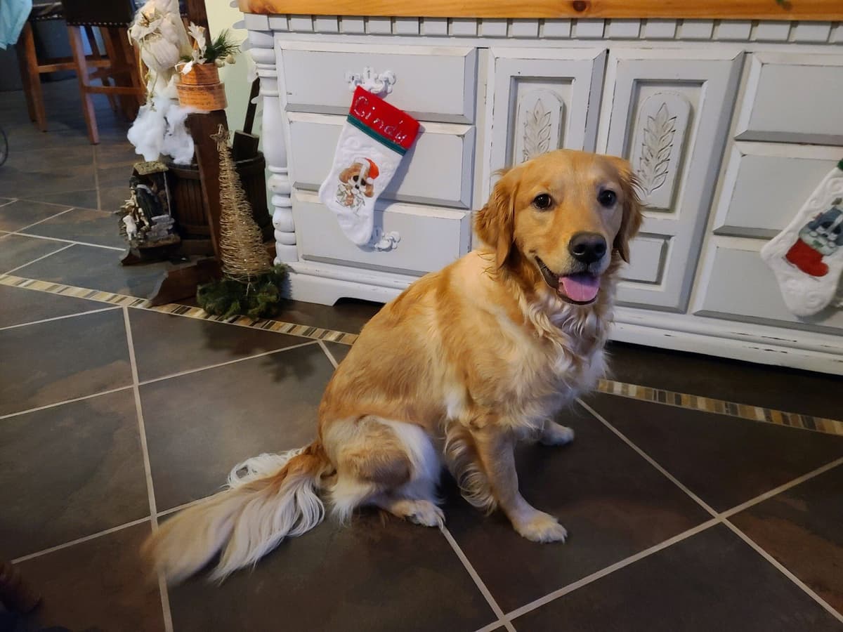 Golden Retriever Puppies breeder image 12