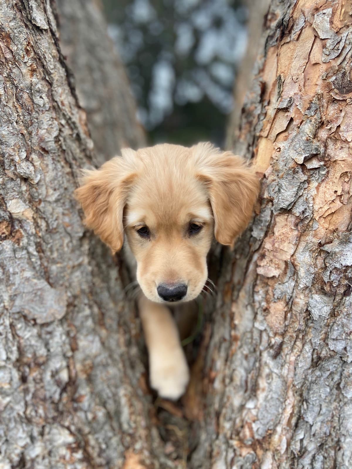 Golden Retriever Puppies breeder image 17