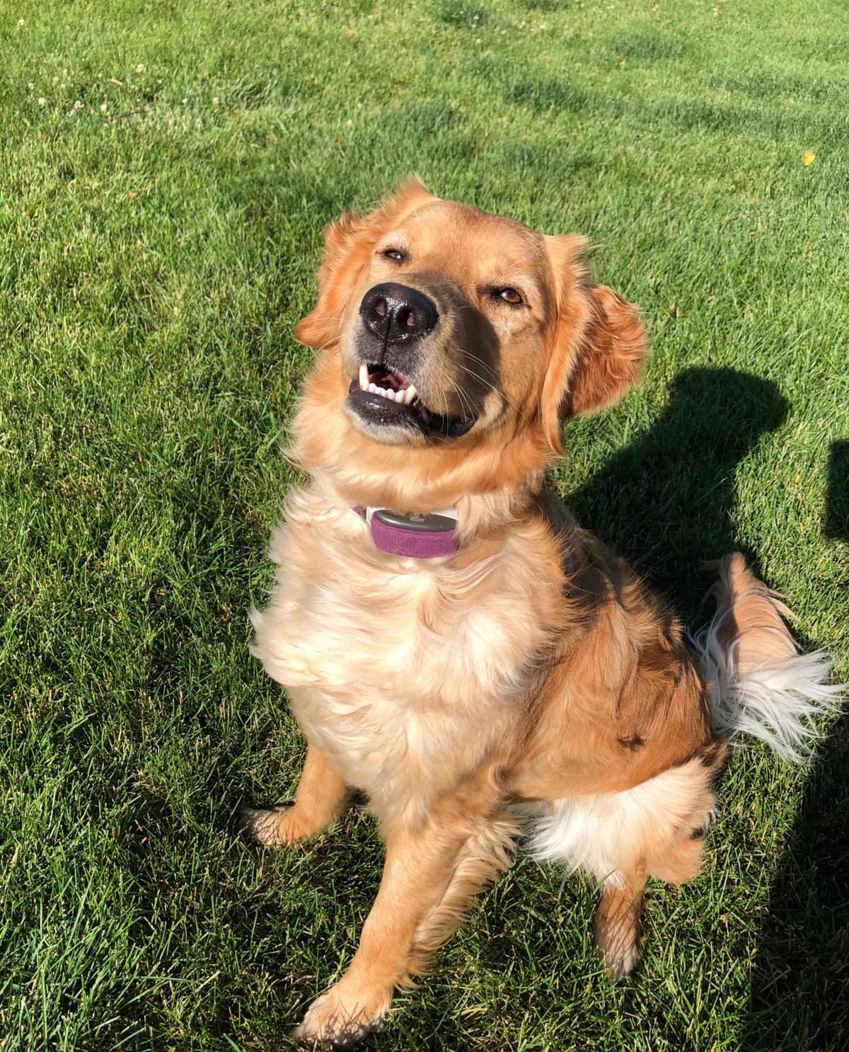 Golden Retriever Puppies breeder image 18