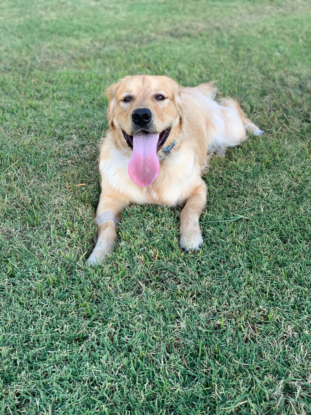 Golden Retriever Puppies breeder image 19