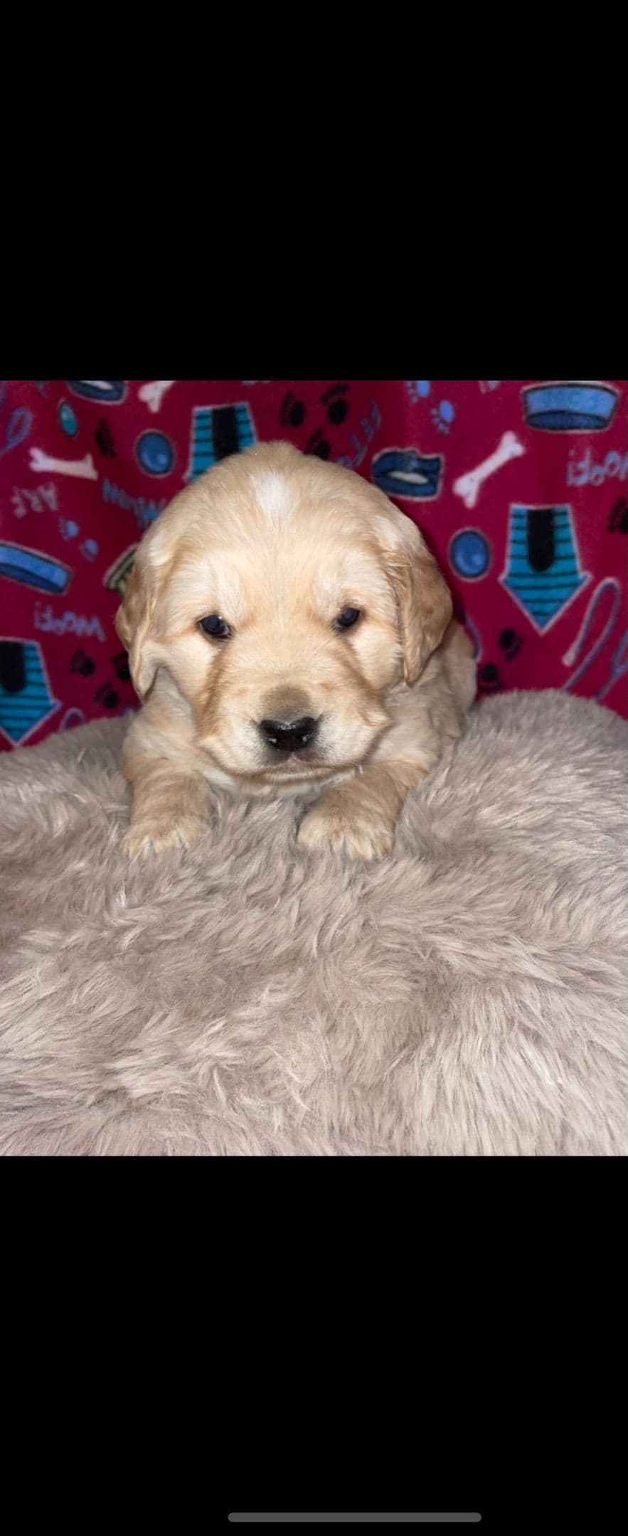 Golden Retriever Puppies breeder image 20