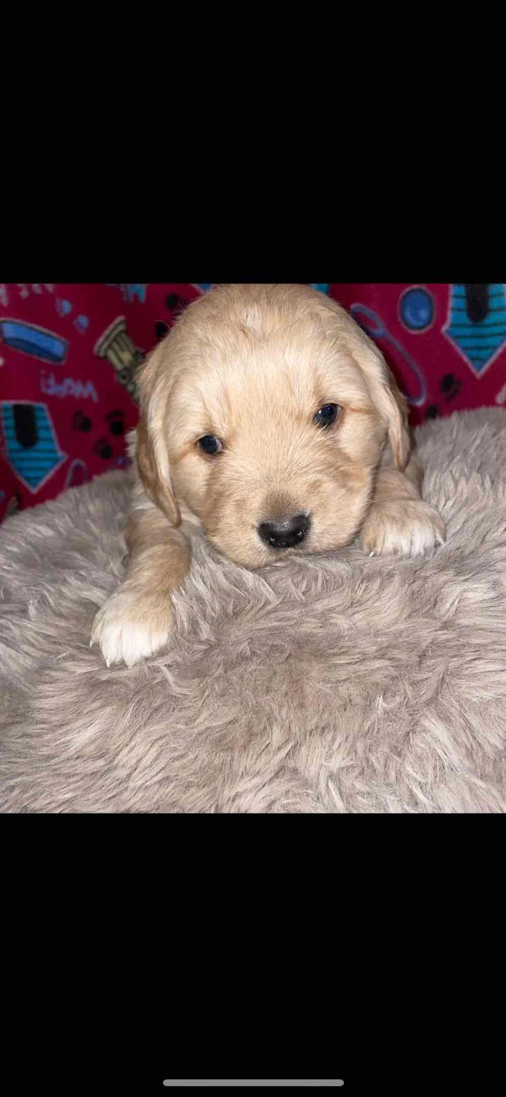 Golden Retriever Puppies breeder image 21