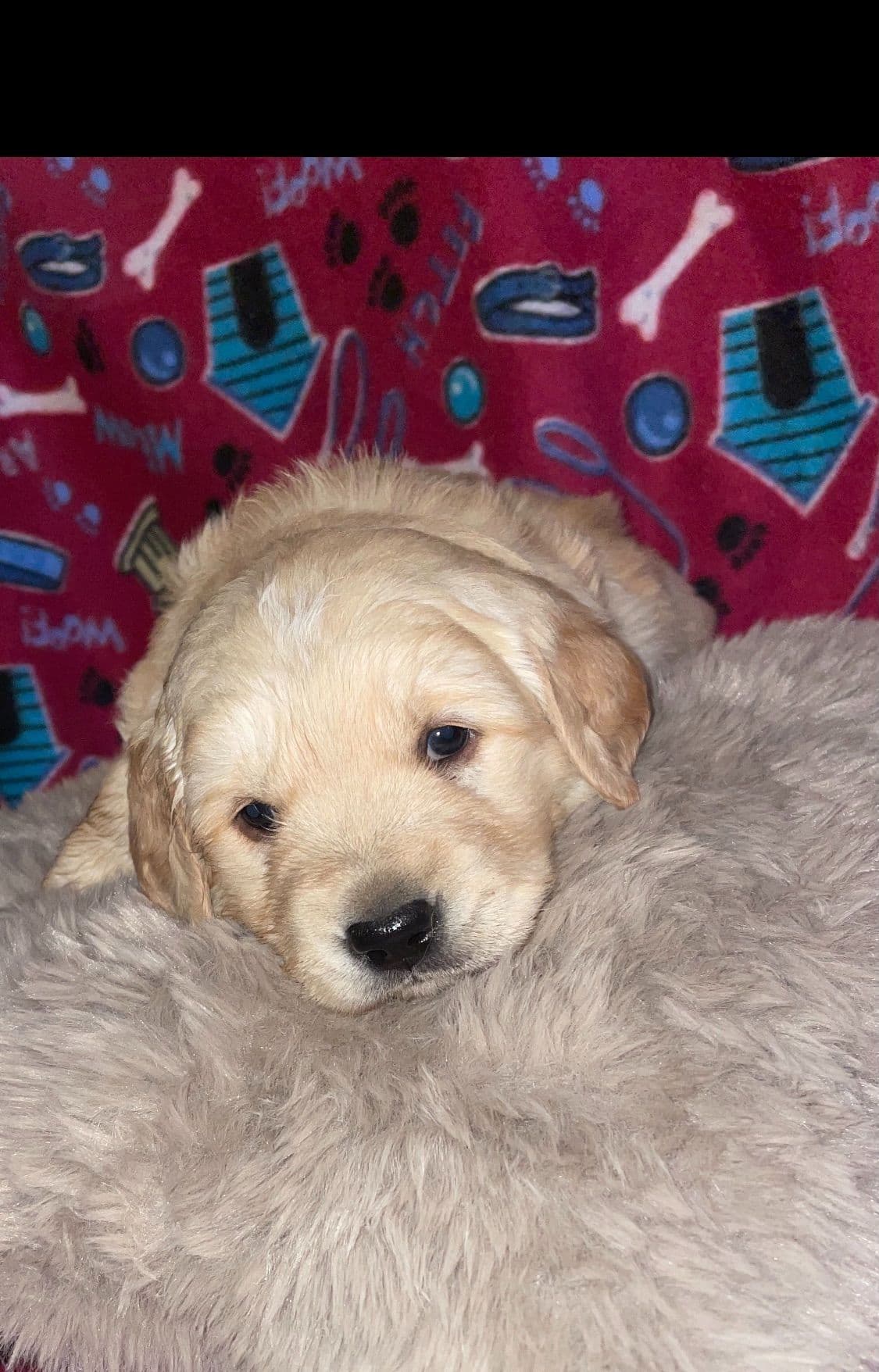 Golden Retriever Puppies breeder image 23