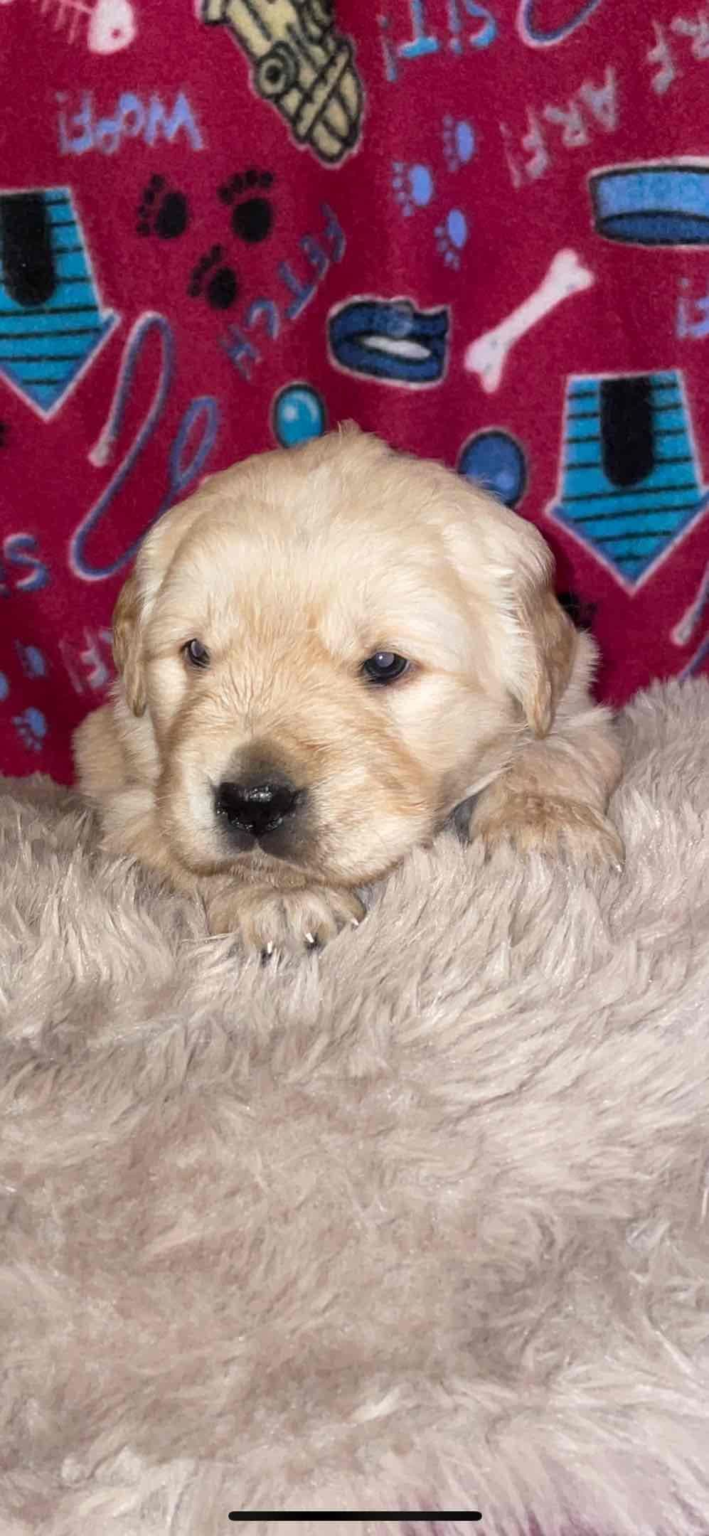 Golden Retriever Puppies breeder image 22