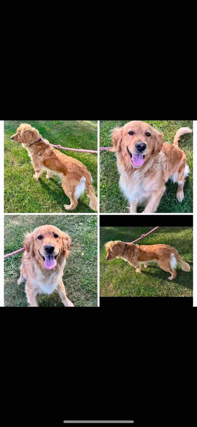Golden Retriever Puppies media 2