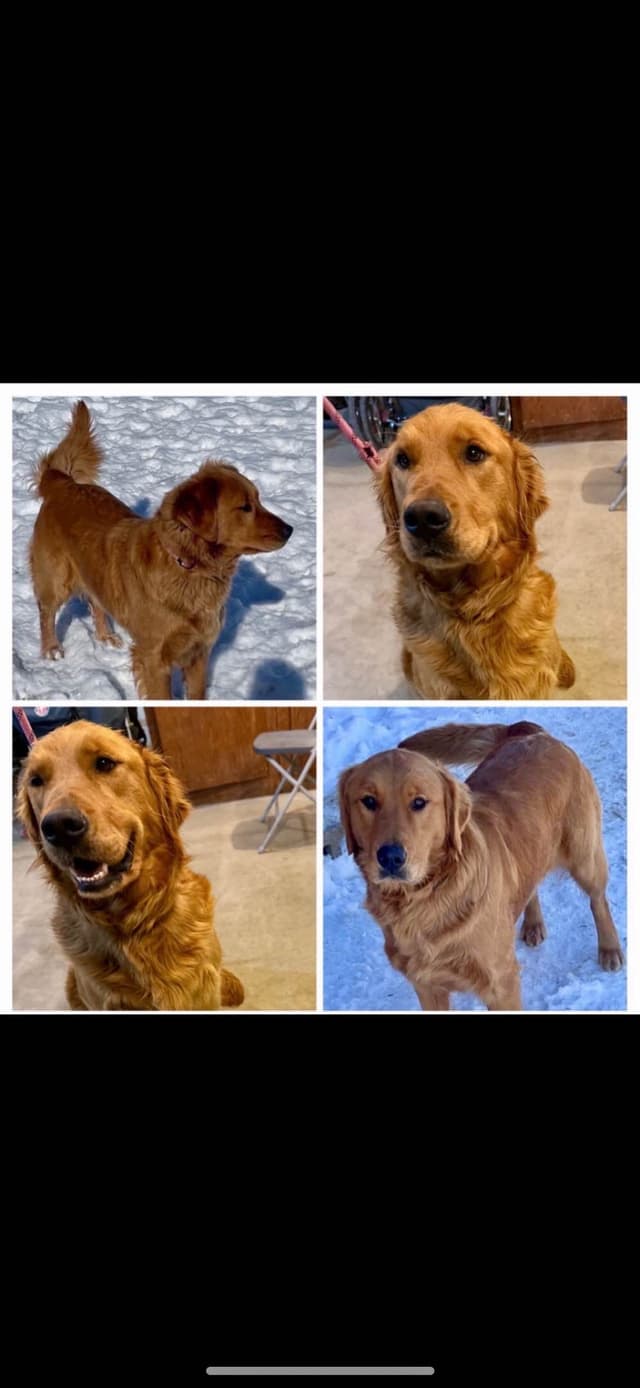Golden Retriever Puppies media 2
