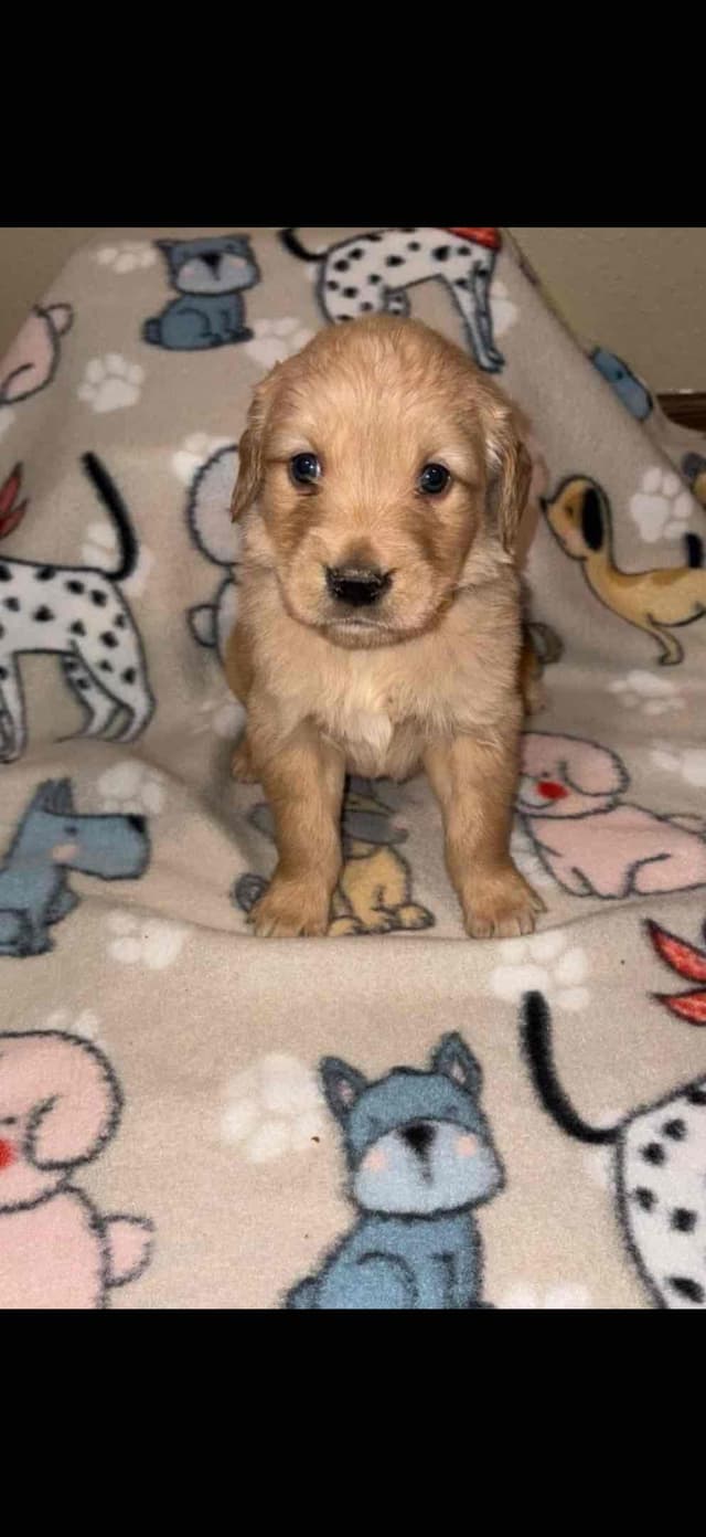 Golden Retriever Puppies media 3