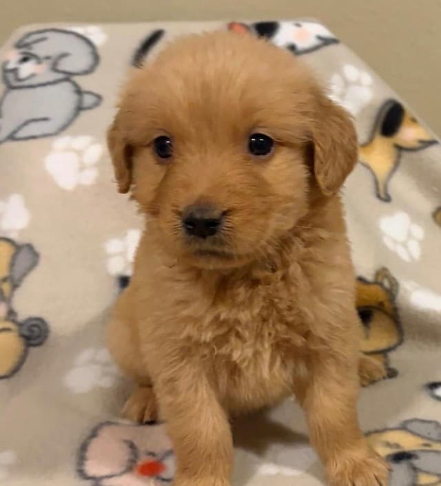 Golden Retriever Puppies media 3