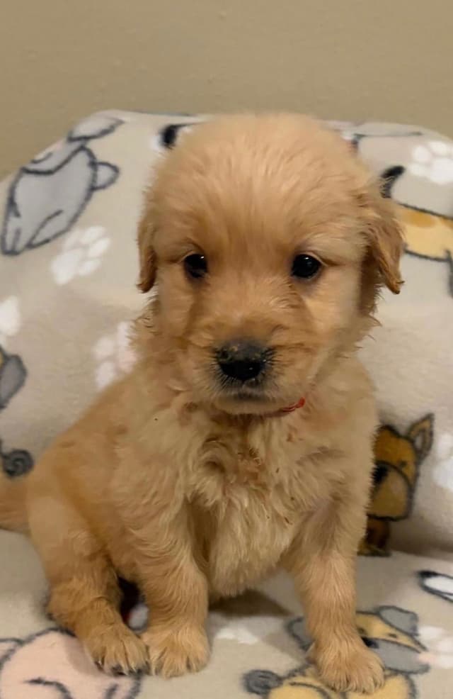 Golden Retriever Puppies media 4