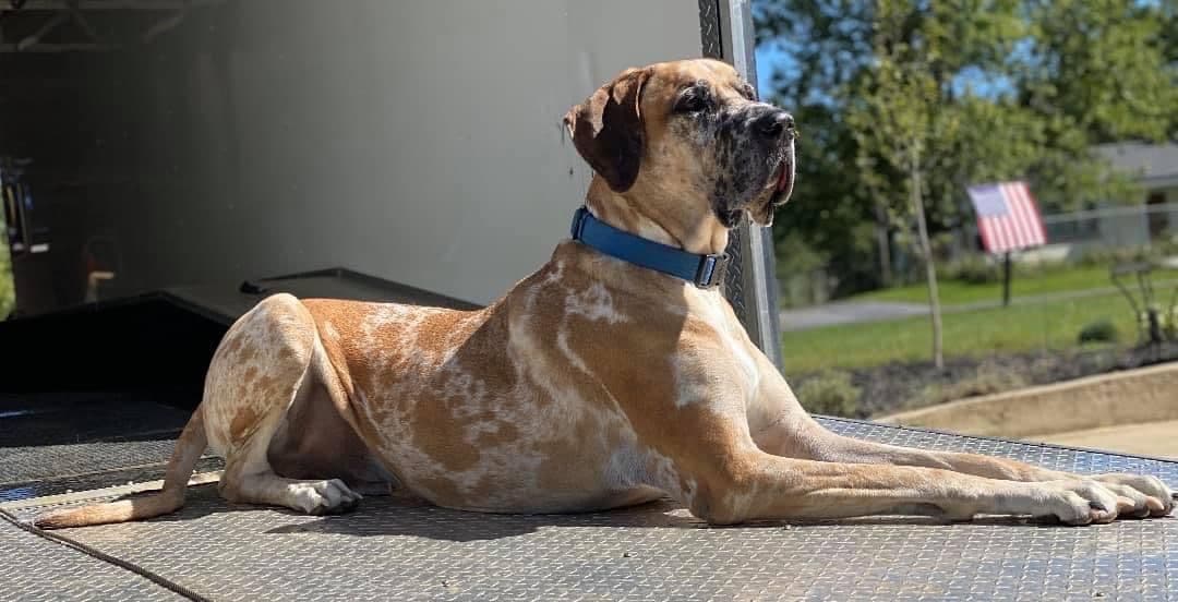 European Great Danes breeder image 5