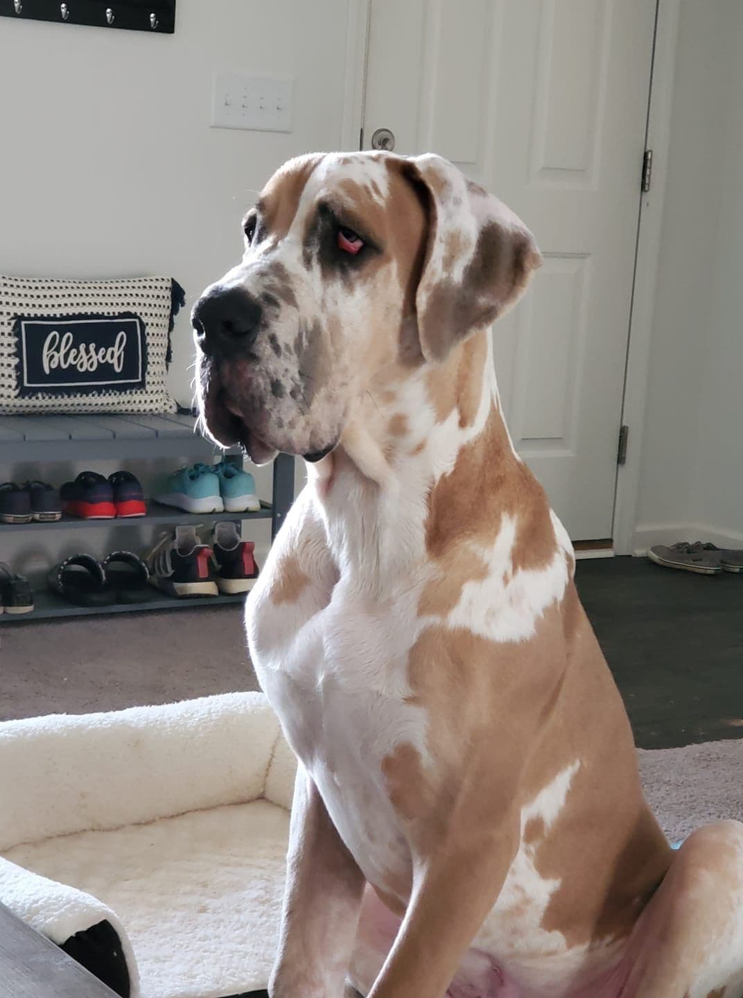 European Great Danes breeder image 6