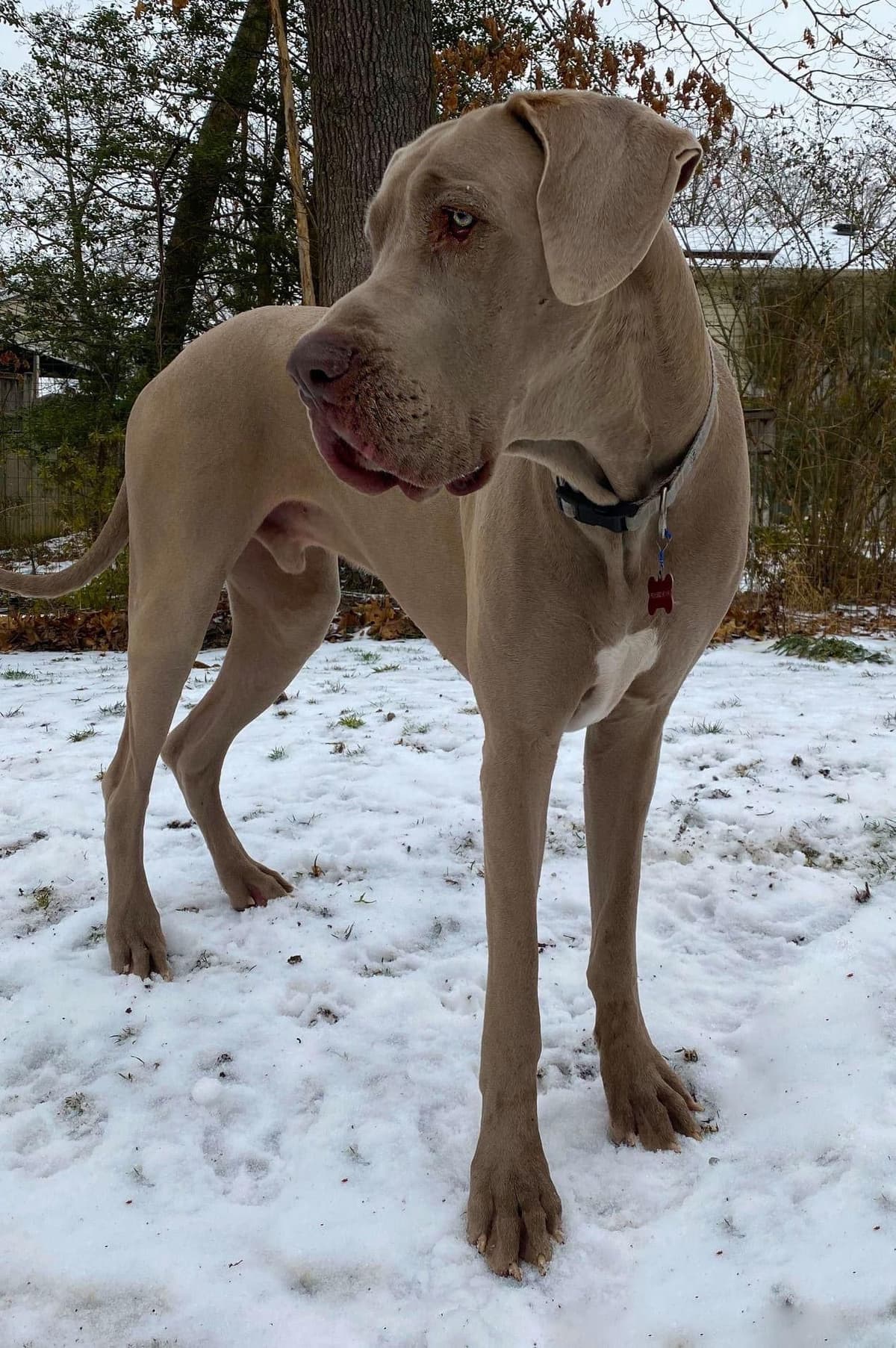 European Great Danes breeder image 7