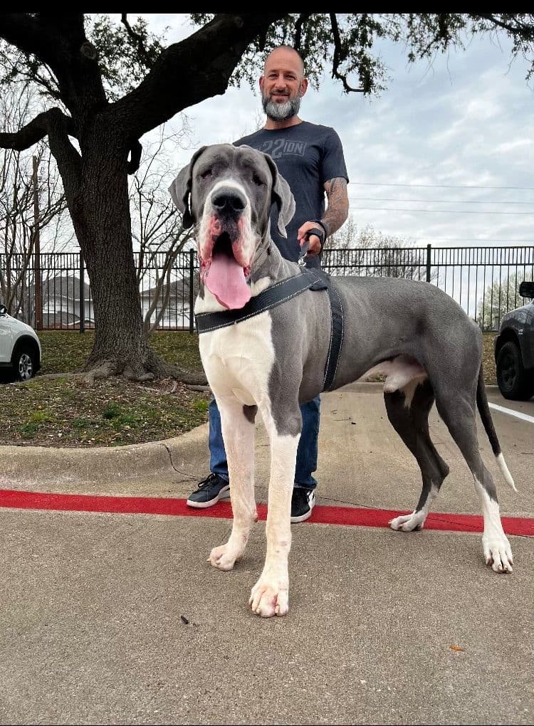 European Great Danes breeder image 8