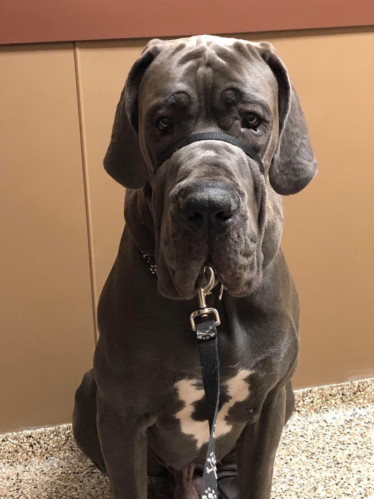 European Great Danes breeder image 9