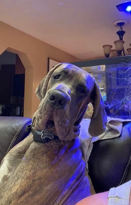 European Great Danes breeder image 13