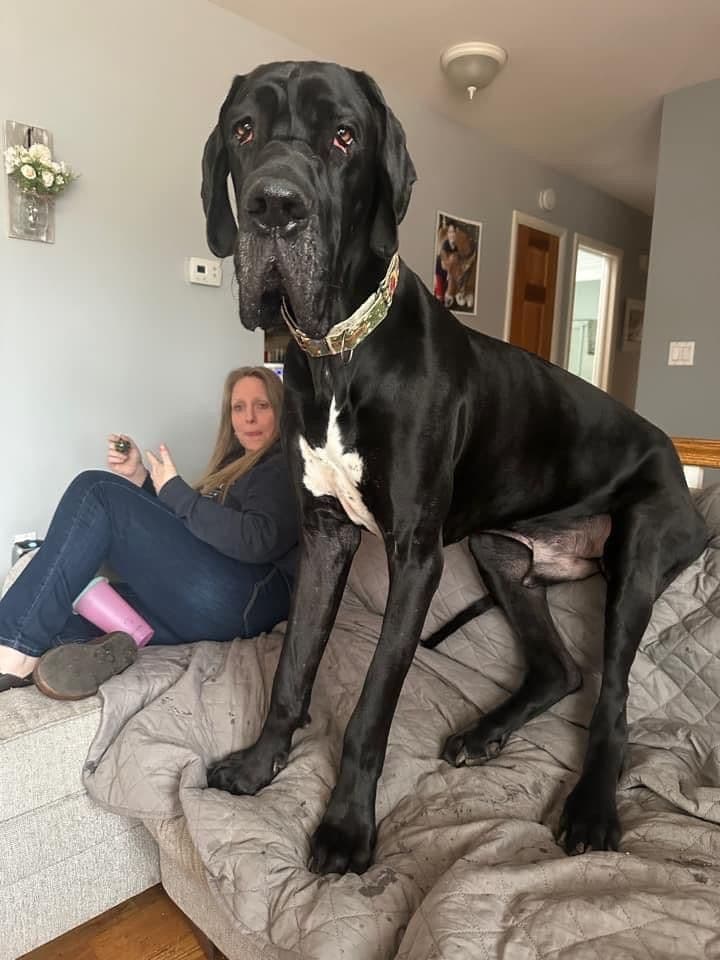 European Great Danes breeder image 14
